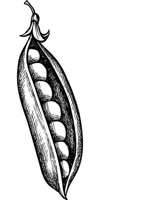 Peas Vector