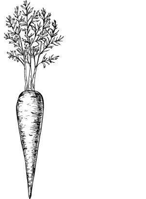 Carrot Illustration