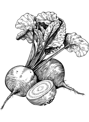 Beetrot 