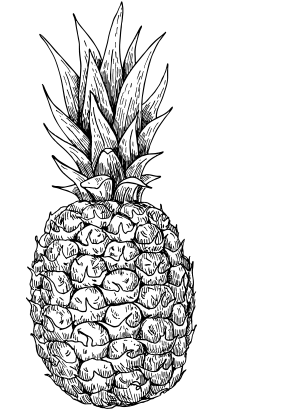 pineapple vector